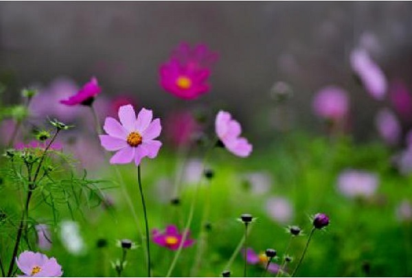 Nồng n&agrave;n t&igrave;nh Xu&acirc;n-Tản văn của Vũ Thị Minh Huyền