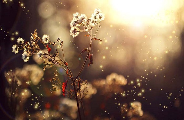 Ch&ugrave;m thơ của Th&aacute;i L&acirc;n (Quỳ Hợp, Nghệ An).