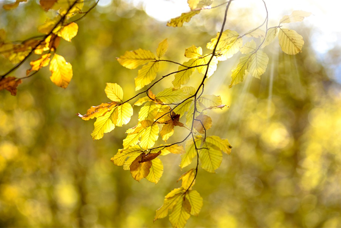 Chiều thu v&agrave;ng - truyện ngắn của Đinh Vương Khanh