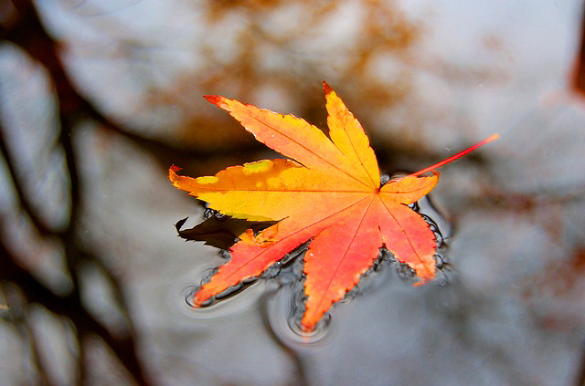 Chùm thơ về mùa Thu của Đinh Vương Khanh